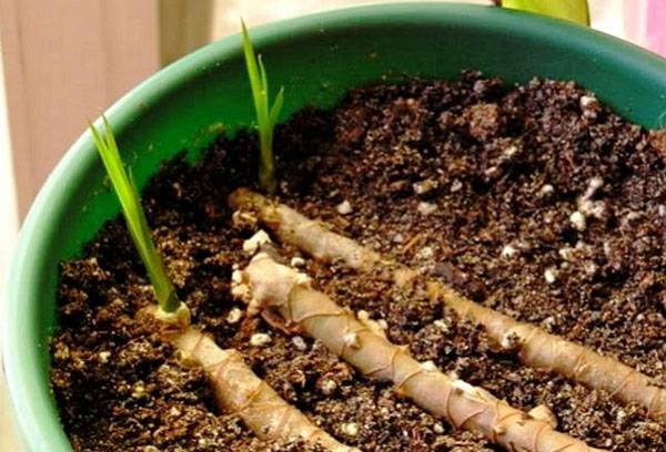 Propagation de dracaena par boutures