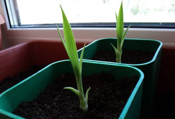 Propagation de Dracaena par marcottage aérien