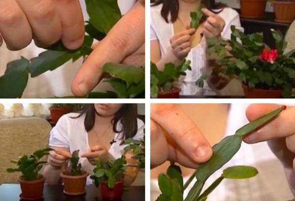 Élevage décembriste