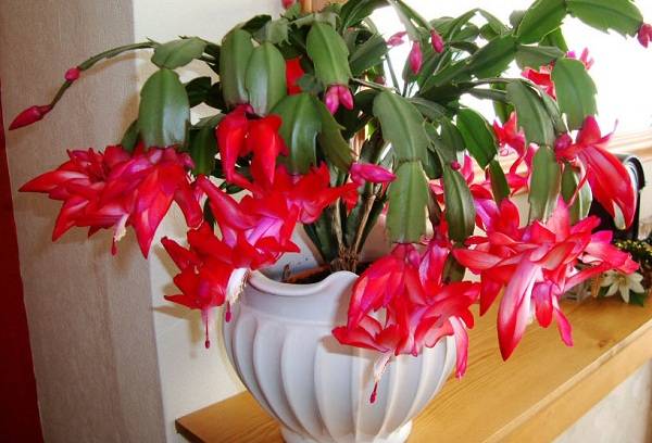 Decembrist Fleur Rouge