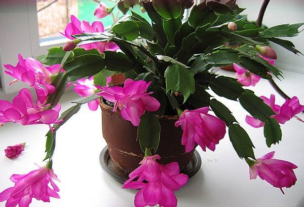 Decembrist fleur rose