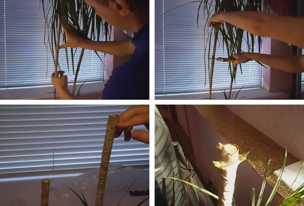 circoncision de dracaena