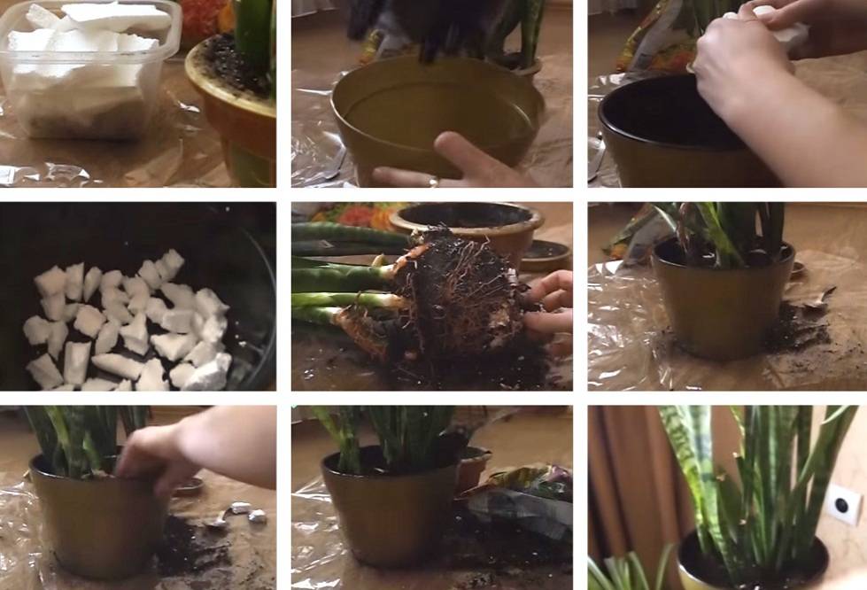 transplantation de sansivieria