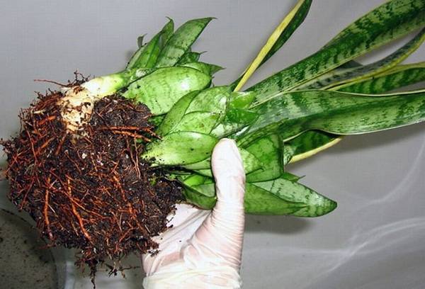 transplantation de sansivieria