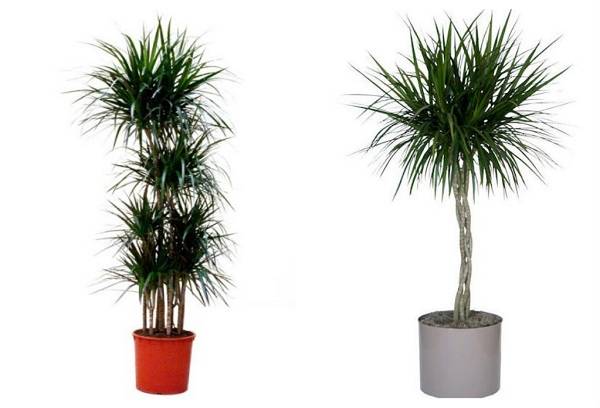 Dracaena ou Marginate
