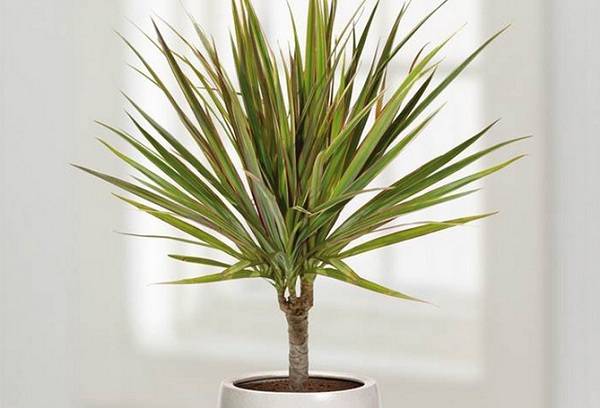Dracaena dragon