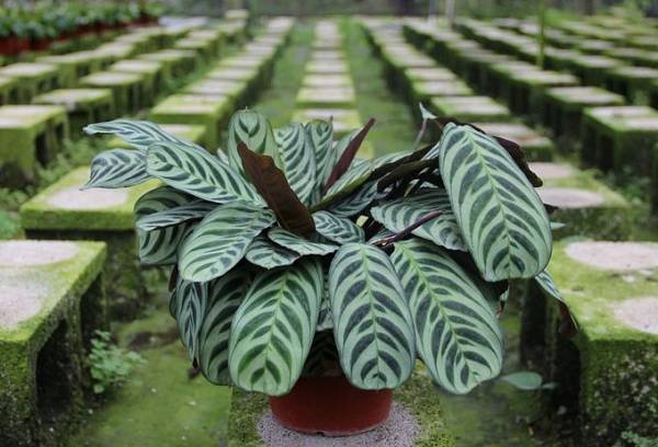 Maranta