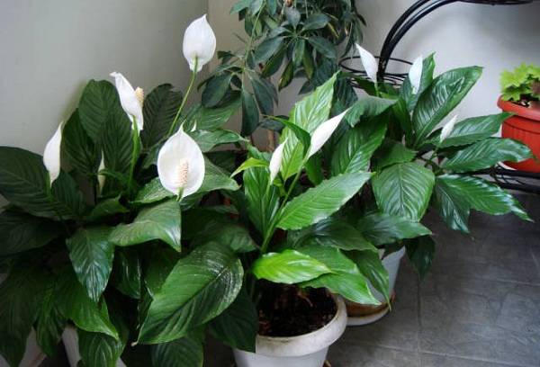Spathiphyllum