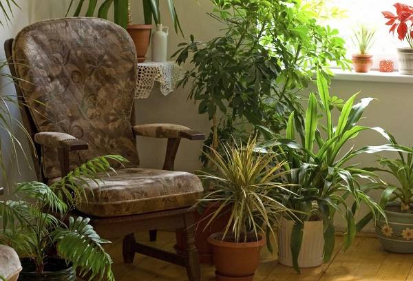 plantes d'intérieur