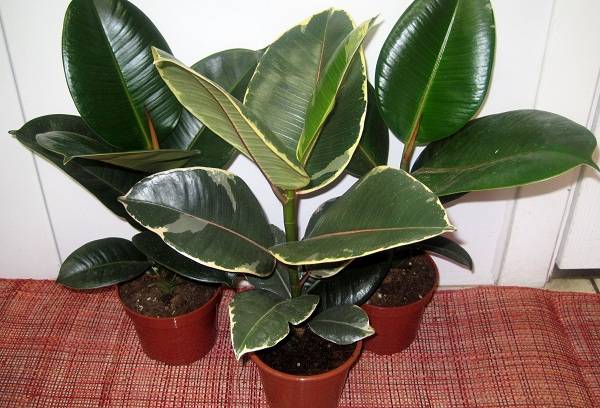 Ficus