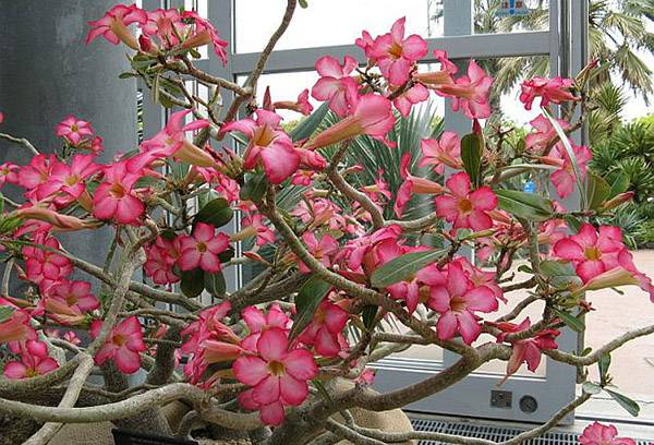 Adenium est gros