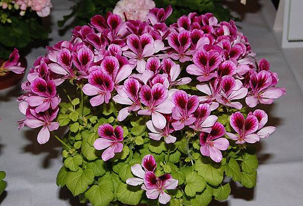 Pelargonium