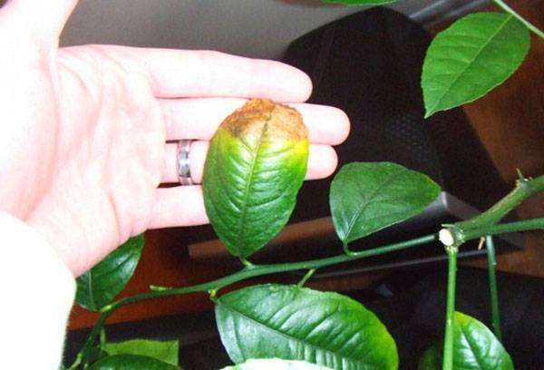 Les conséquences d'un mauvais arrosage de la plante