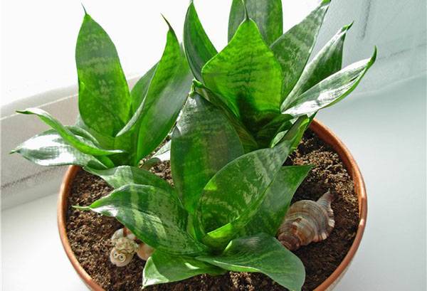 Sansevieria