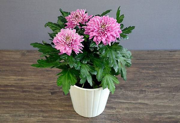 Chrysanthème En Pot
