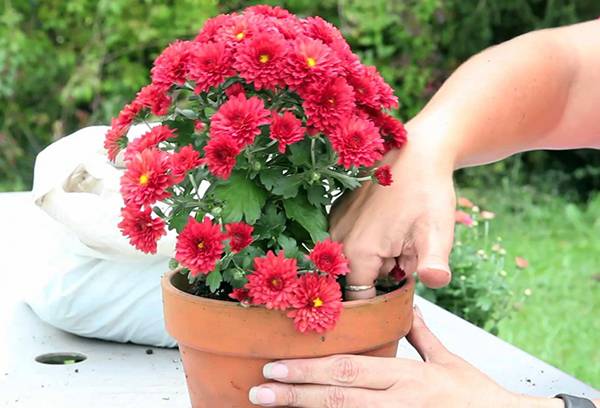 Repiquage de chrysanthème en fleurs