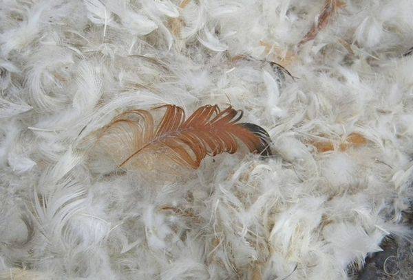duvet et plumes