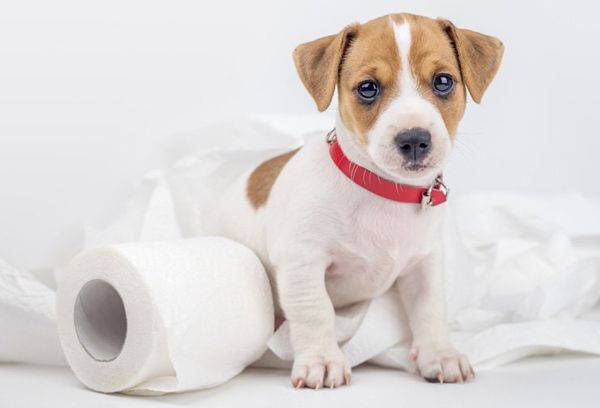 chiot et papier toilette