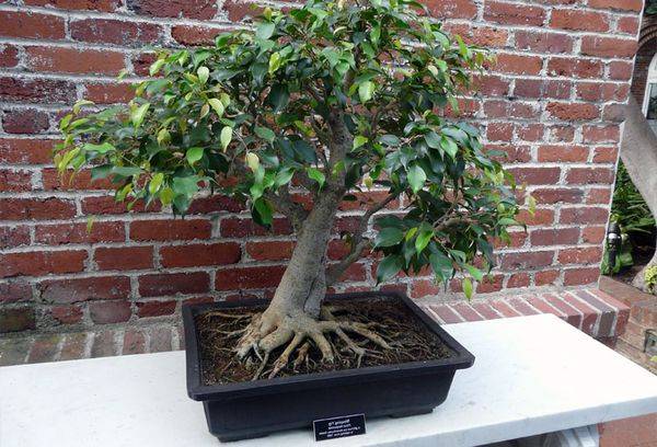Ficus