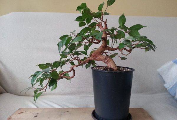 Ficus dans un pot