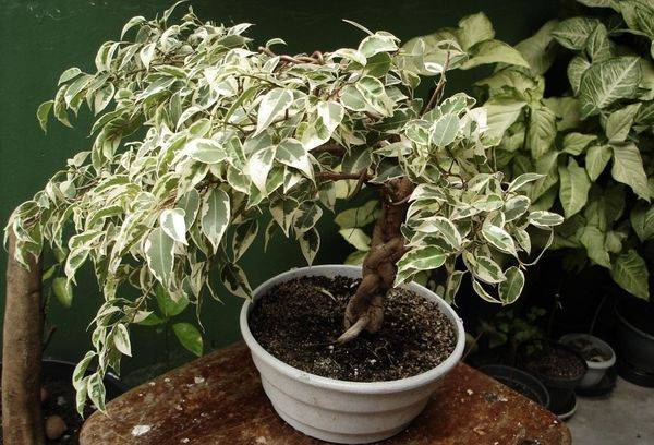 Ficus dans un pot