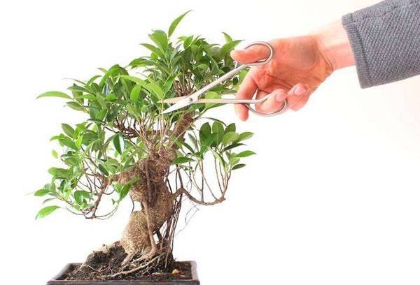 Taille au ficus