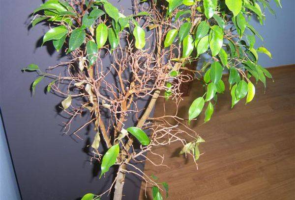 les feuilles jaunissent et tombent