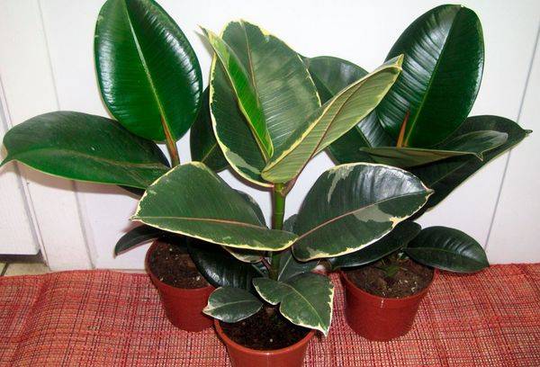 Ficus
