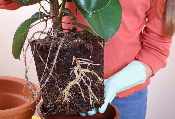 greffe de ficus caoutchouteux