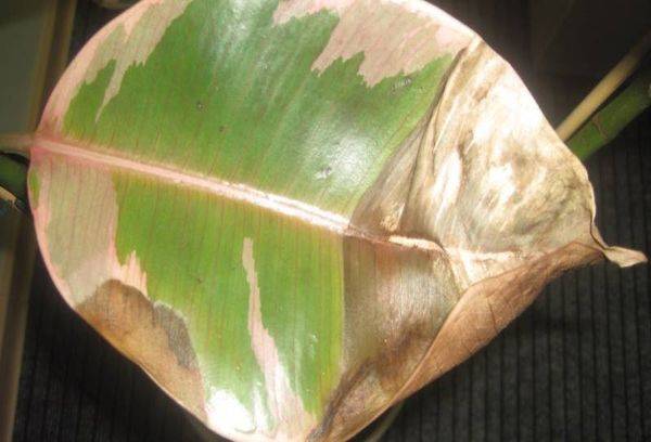 Feuille de ficus jaunie