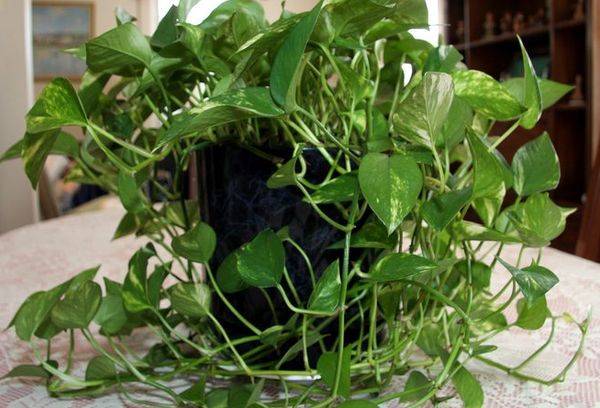 Philodendron escalade.