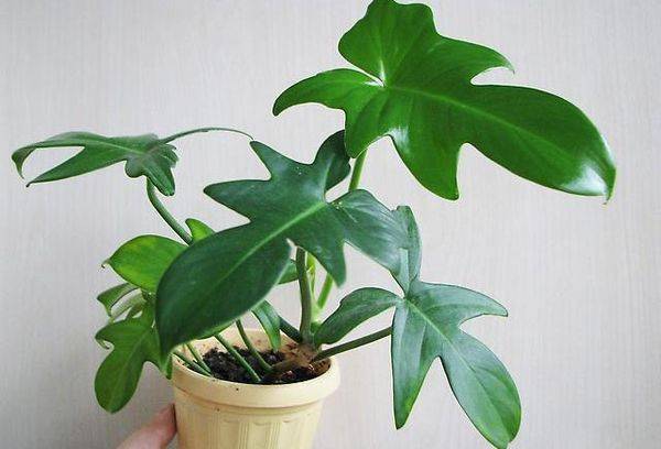 Philodendron en forme de guitare