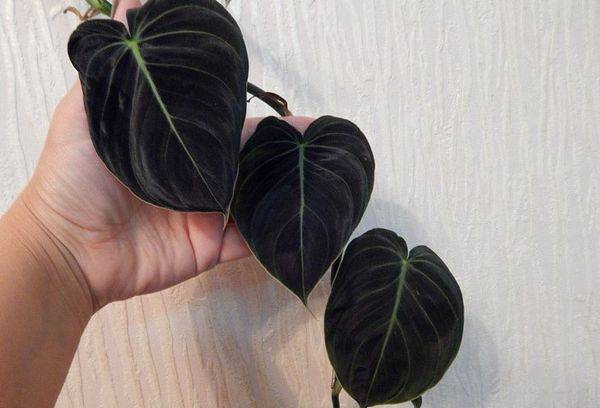 Philodendron doré noir