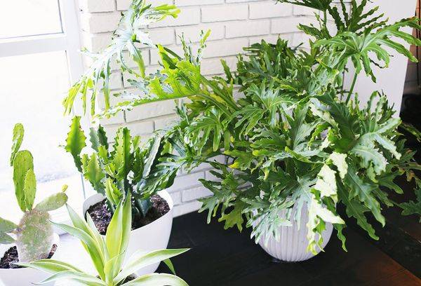 Philodendron bicopus et Philodendron Sello