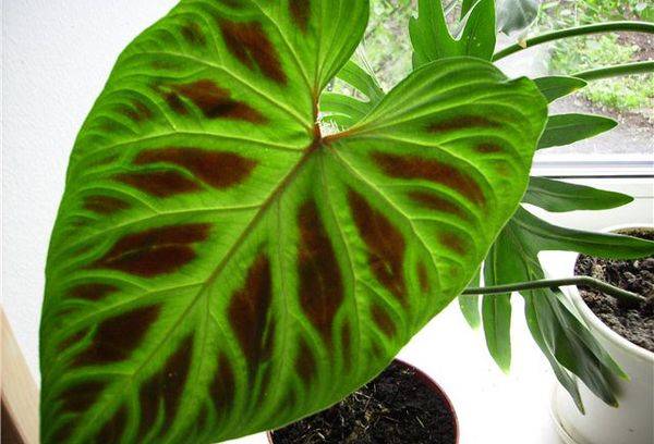 Philodendron verruqueux