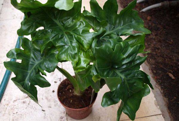 Atome de philodendron