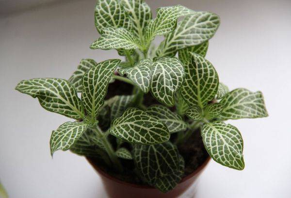Argent Fittonia