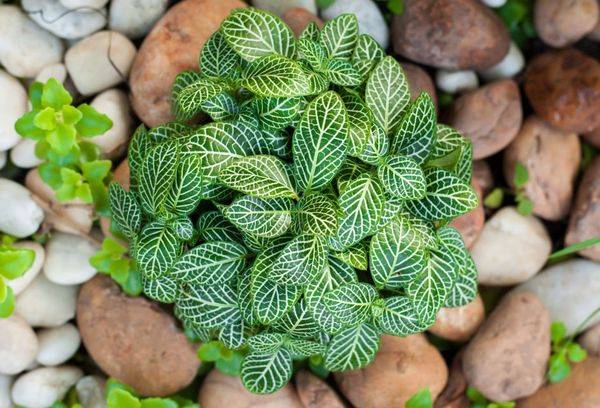 Argent Fittonia