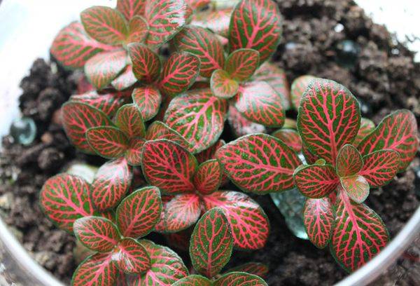 Fittonia