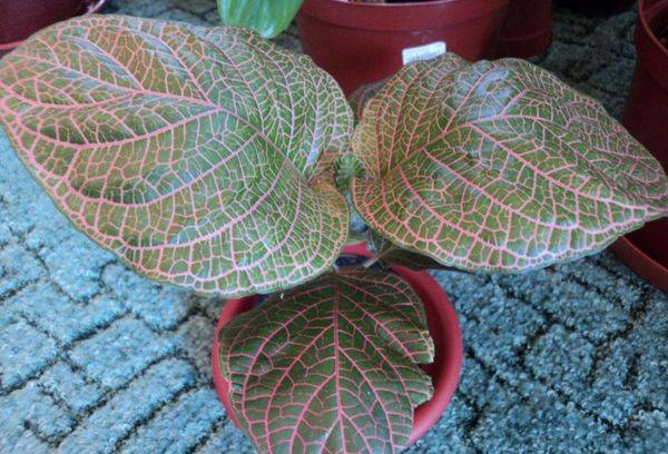 Fittonia géant