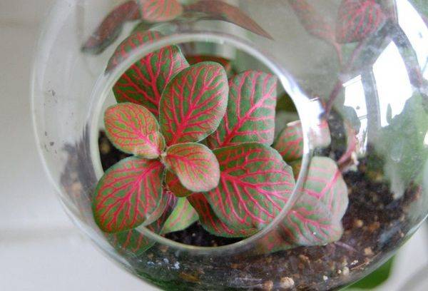 Fleur dans un bocal en verre