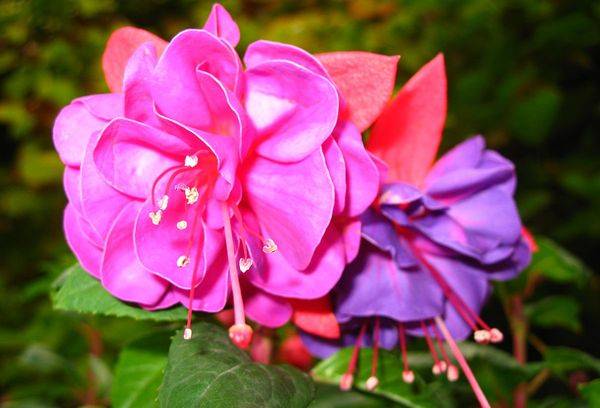 Fleurs fuchsia