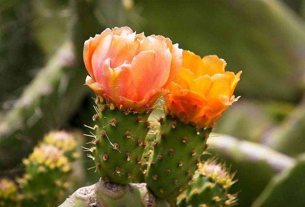 Fleurs d'opuntia