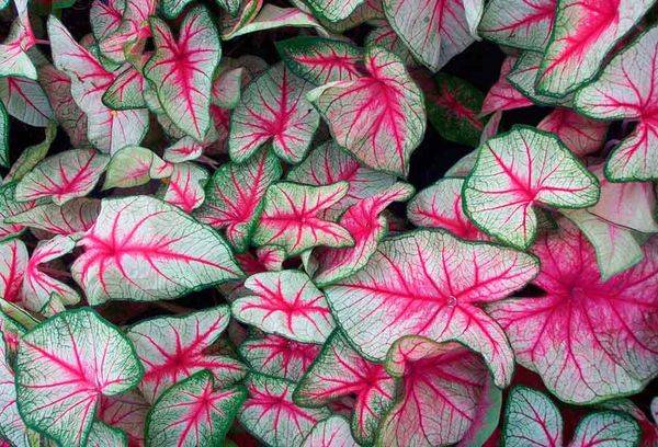 Feuilles de fleurs ange ailes