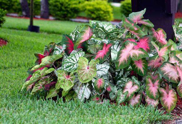 Ailes d'ange de fleurs