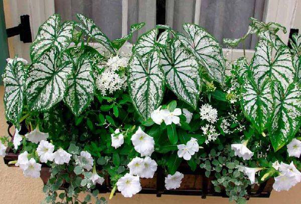 Caladium de Schomburg