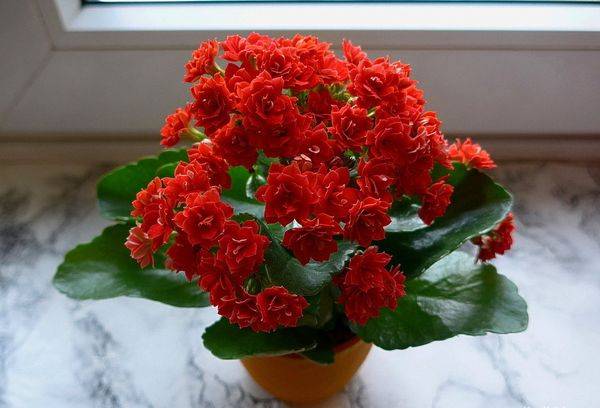 Kalanchoe sur le rebord de la fenêtre