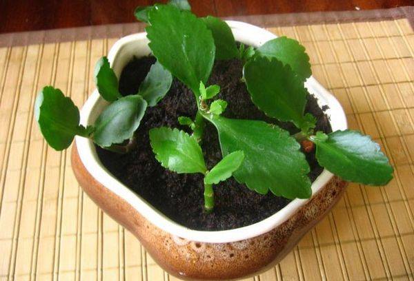 Kalanchoe près de l'ordinateur