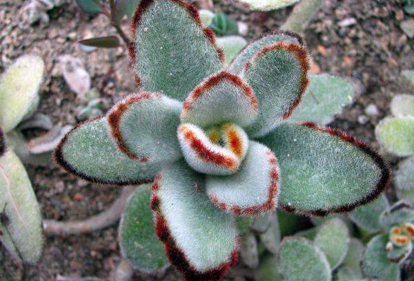 Kalanchoe senti