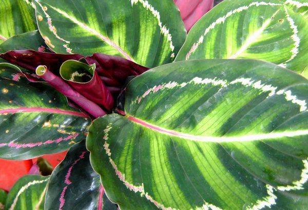 Pétales de fleurs de prière